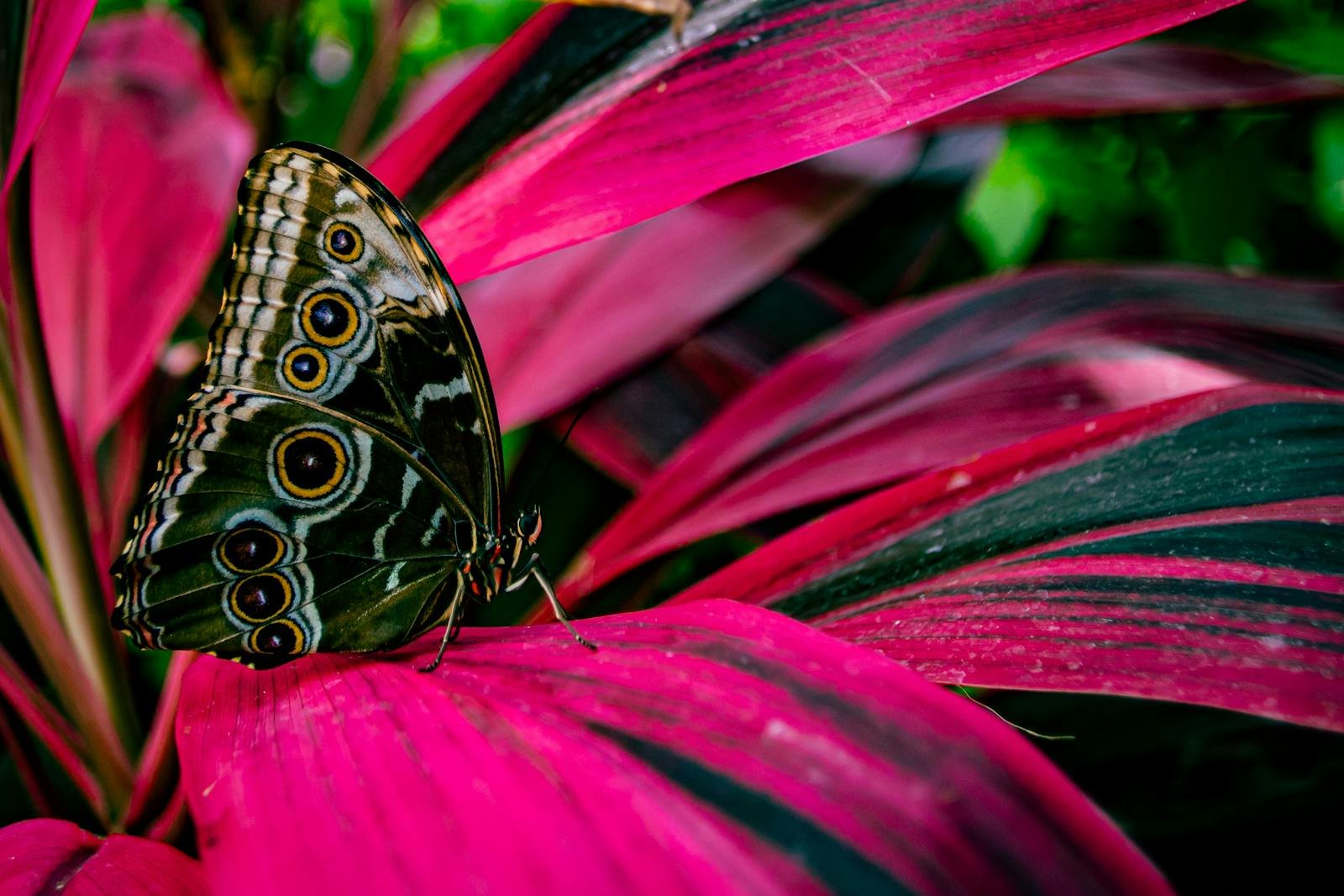 Close-up of Blue Morpho butterfly resting on colorful Ti plant leaves in Key West, Florida.