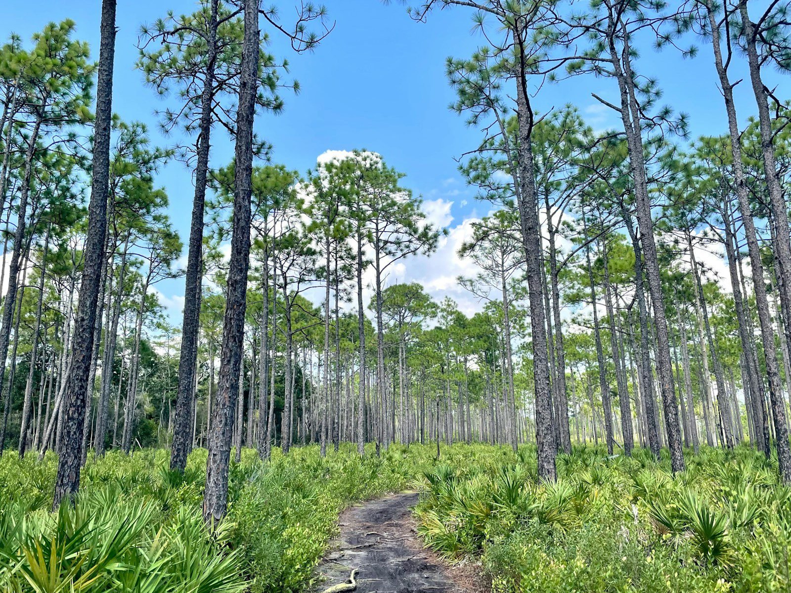 A forest path leads through tall pine trees.
