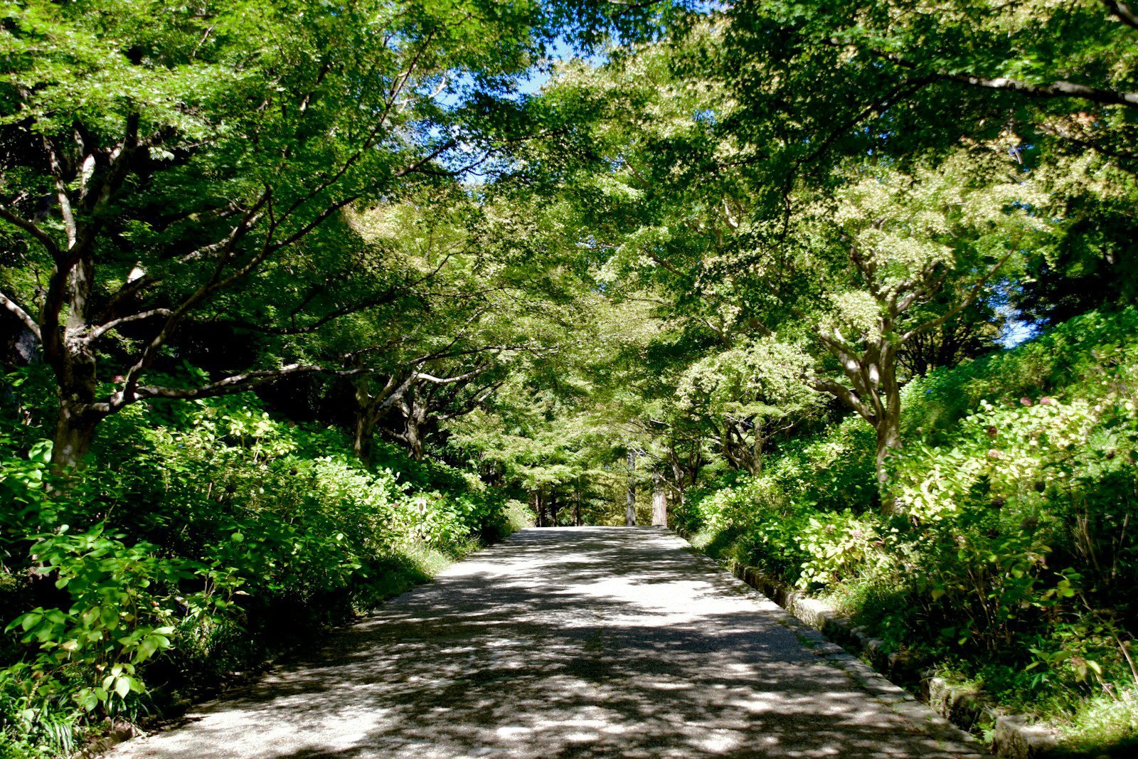 A dirt road surrounded by trees and bushes
