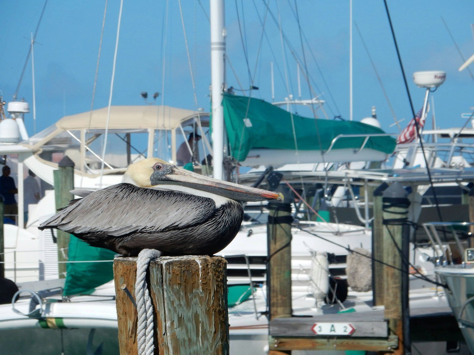 a bird statue on a dock